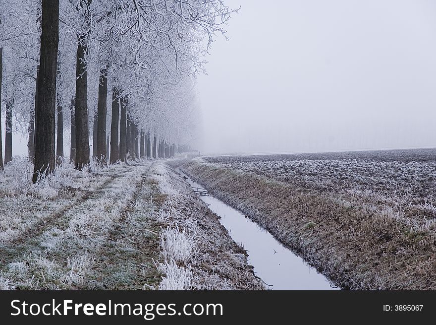 A frozen field and trees with frozen twigs. A frozen field and trees with frozen twigs