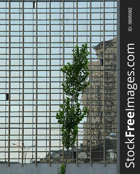 Tree on a background of the deformed reflection of a building in windows