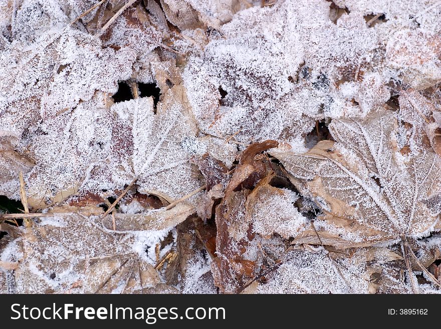 Fallen leafs covered with a thin layer of snow. Fallen leafs covered with a thin layer of snow