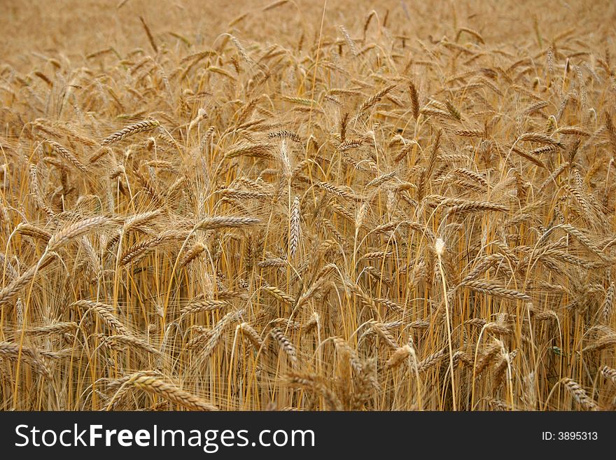 Wheat growing in a field.  Wheat growing in a field