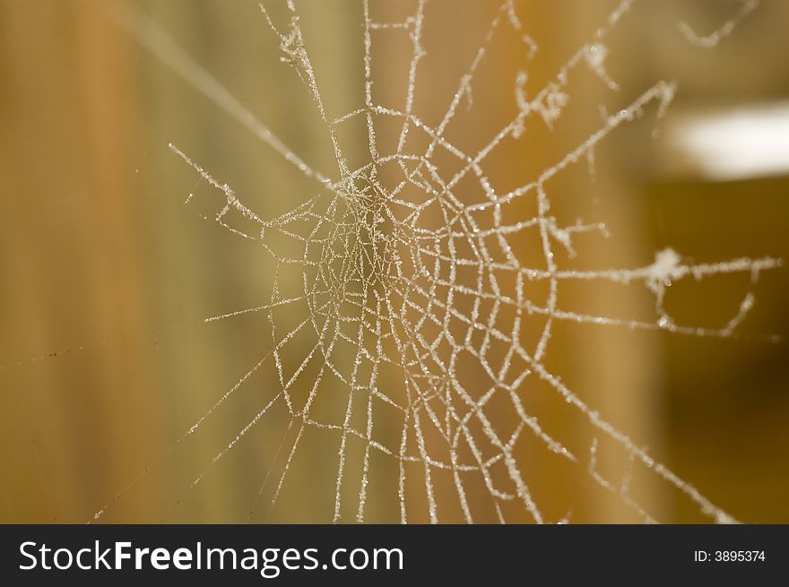 White Web Spider
