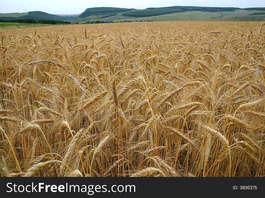 Wheat growing in a field. Wheat growing in a field