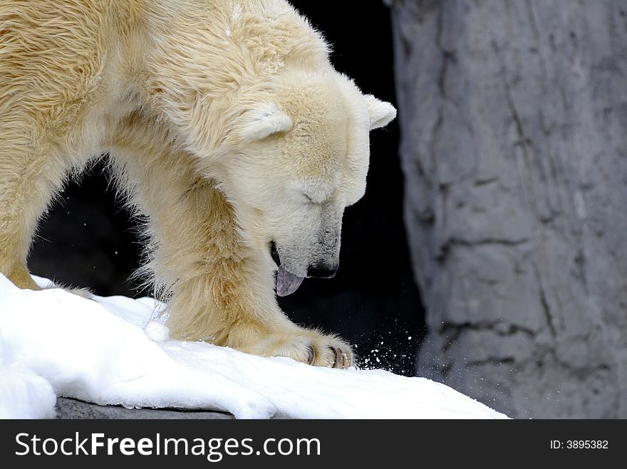 Polar Bear against a winter landscape. Polar Bears are one of the largest land carnivores