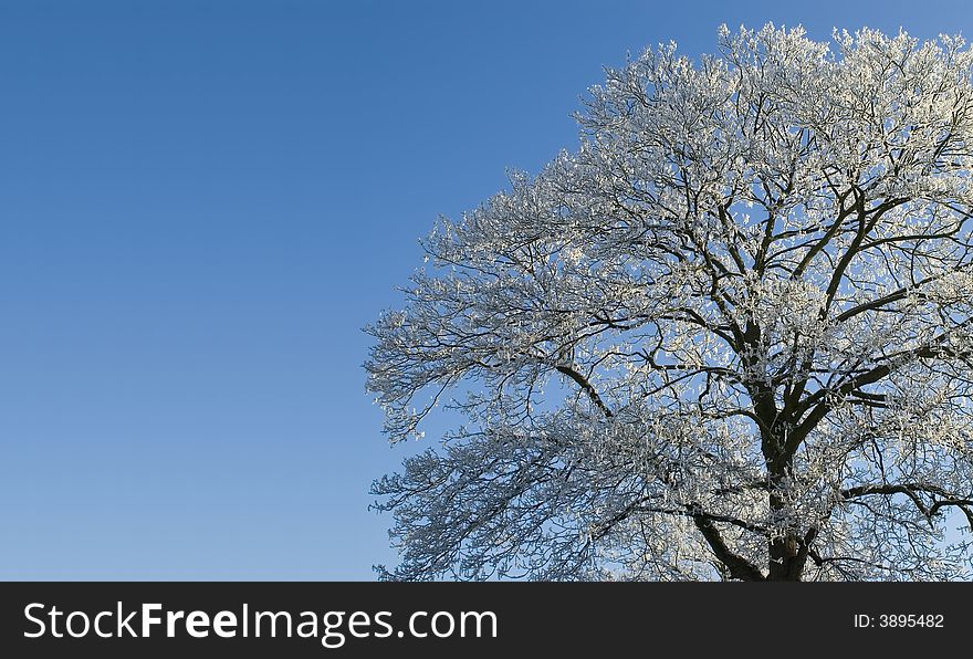 Treecovered with snow and blue sky background. Treecovered with snow and blue sky background