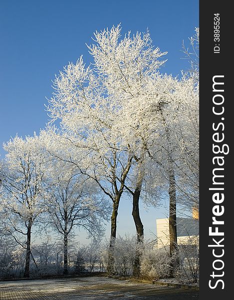 Trees covered with snow and blue sky background