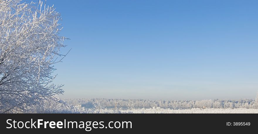 Winter Tree Landscape