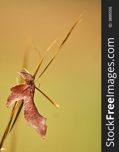 A single autumn leaf caught on the top of tall grass. A single autumn leaf caught on the top of tall grass