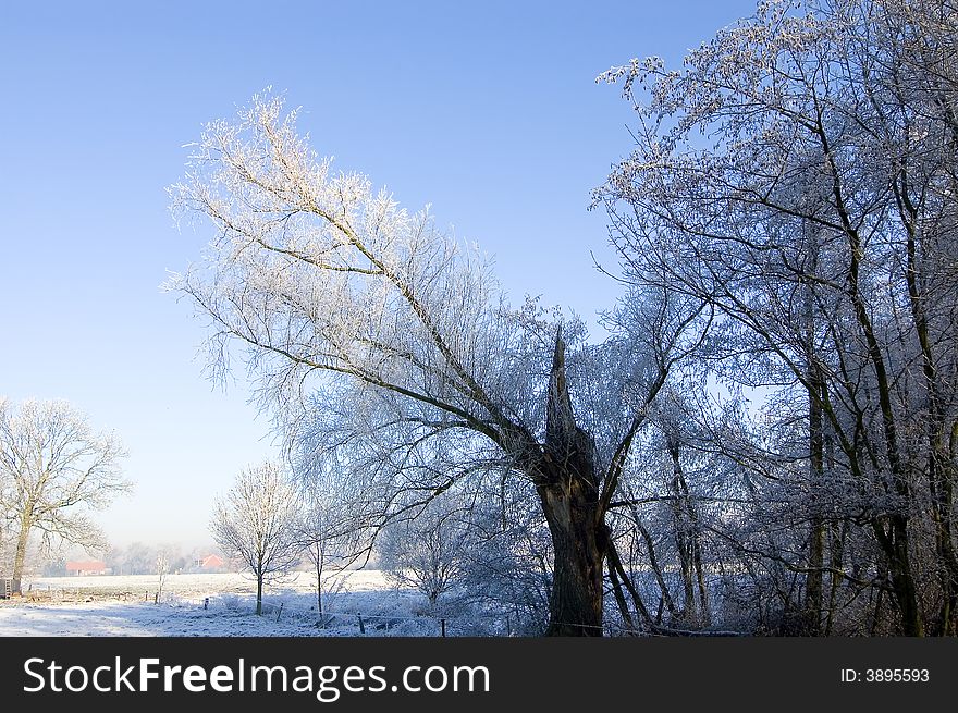 Winter meadow and trees with snow