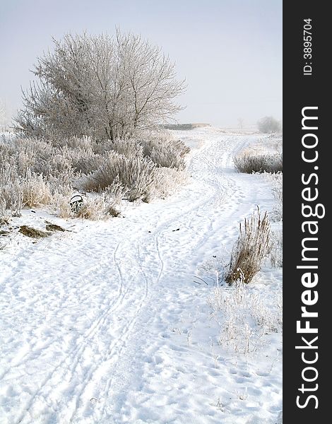 Frozen tree. white winter. snow road