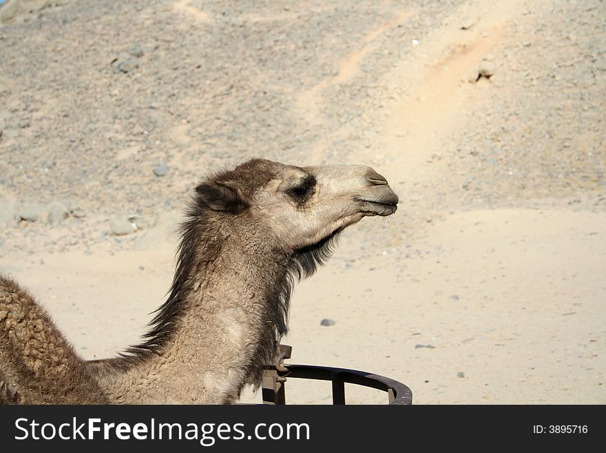 Camel head. Desert in the Egypt.
