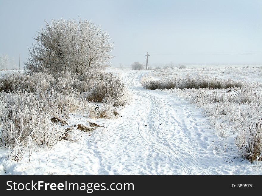 Frozen tree. white winter. snow road