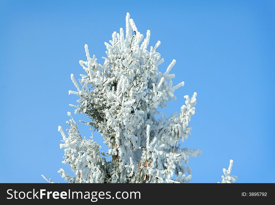 Frozen tree on sky background. white winter