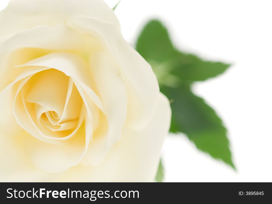 Beautiful white rose isolated on a white background