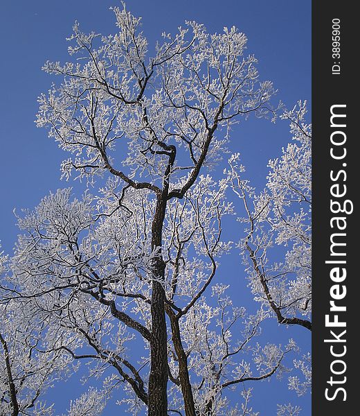 This is tree in the park of Saint-Petersburg. This foto had made in frosty and sunny day. This is tree in the park of Saint-Petersburg. This foto had made in frosty and sunny day.