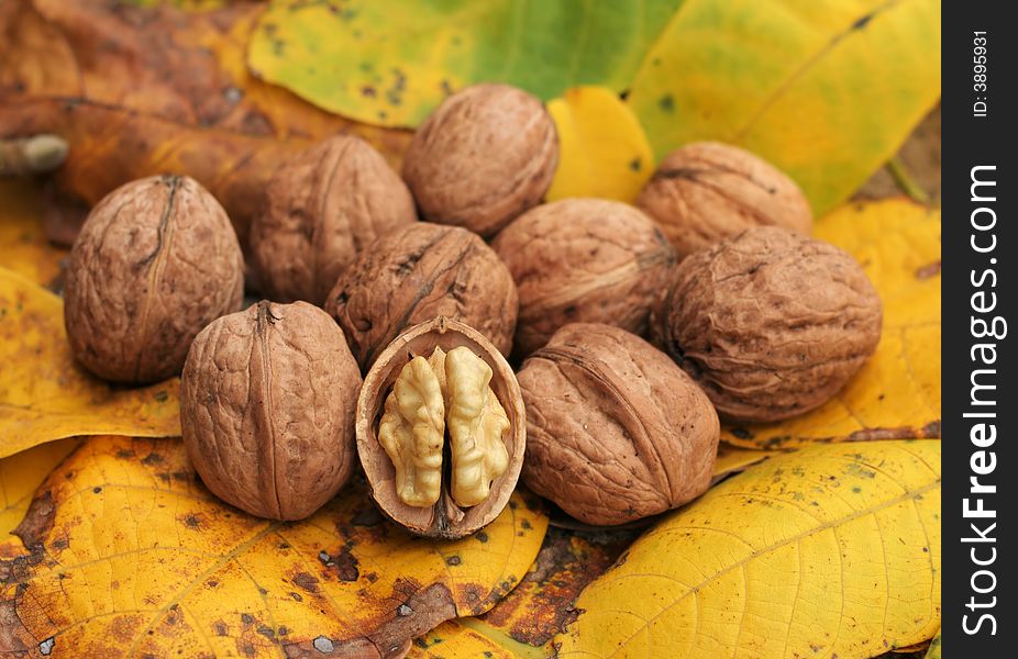 Walnuts on yellow leaves in autumn season