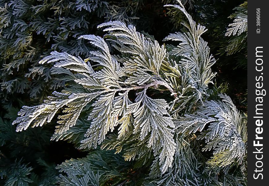 Frost covered thuja's twig. Frost covered thuja's twig