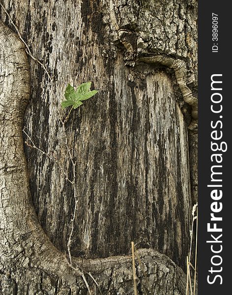 Abstract shot of a section of a tree without bark and one leaf. Abstract shot of a section of a tree without bark and one leaf