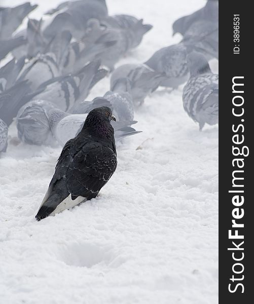 Pigeons With Finding Eating Into Snow
