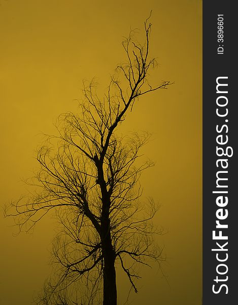 The tree spread the dry branch to sky with orange background