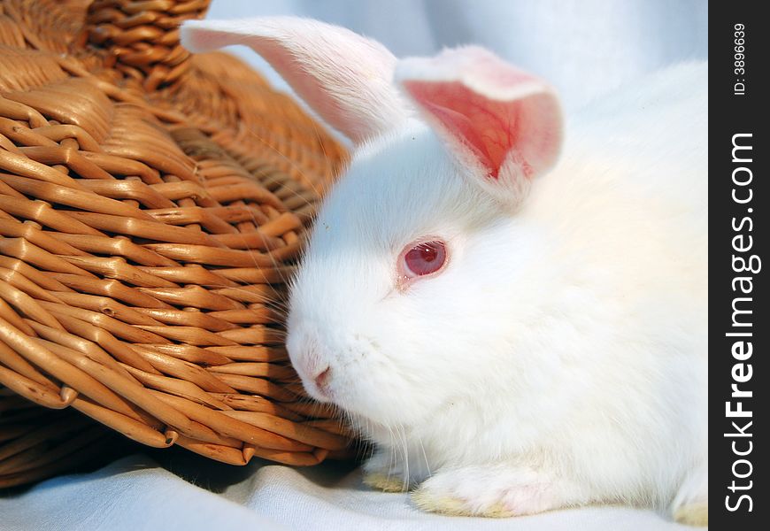 Little white rabbit with red eyes