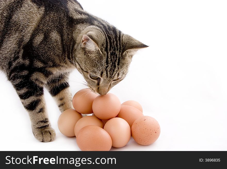 Standing young kitty eagerly smelling shelled eggs. Standing young kitty eagerly smelling shelled eggs