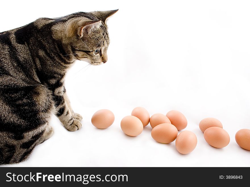 Small tame curious domestic cat watching eggs