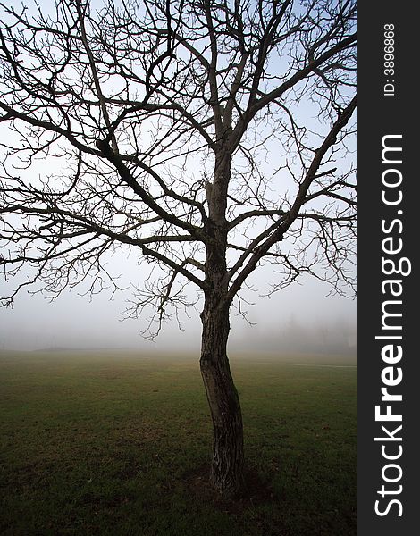 Isolated tree in a park during a foggy morning. Isolated tree in a park during a foggy morning