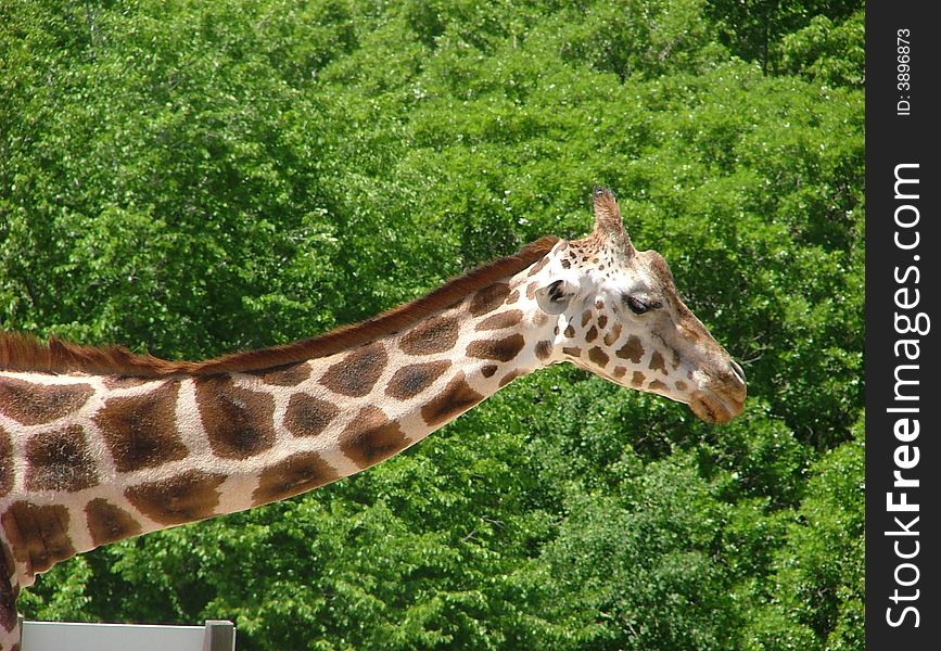 Photograph of a giraffe at the zoo