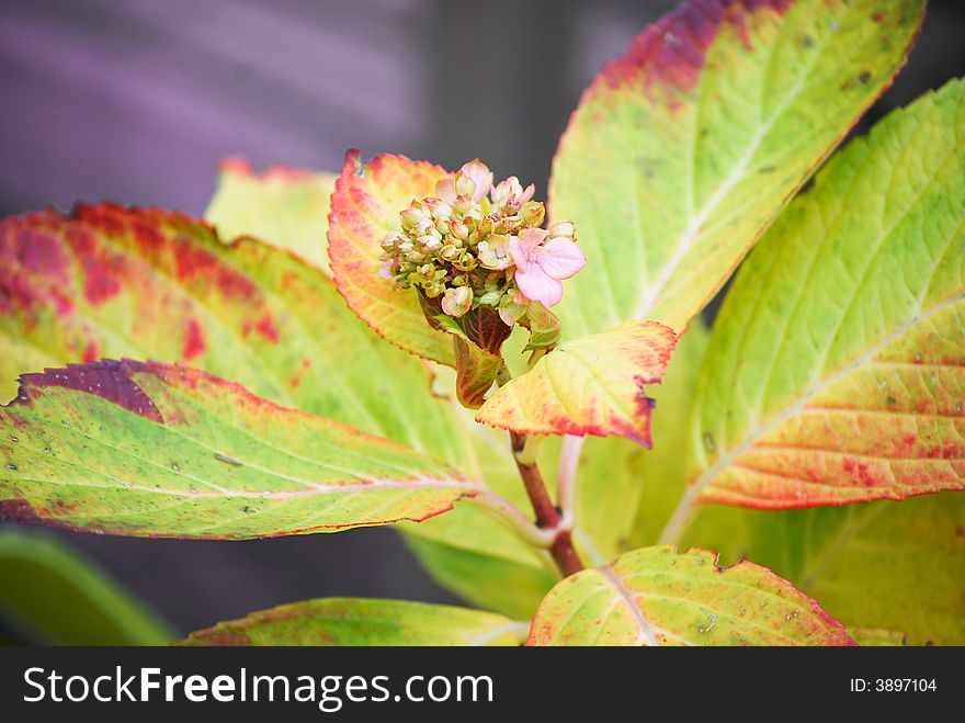 Small pink flowers from a plant