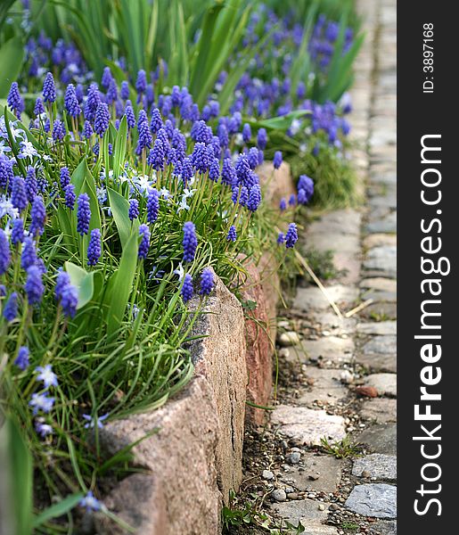 Sunny flower-bed with blue primulas. Sunny flower-bed with blue primulas