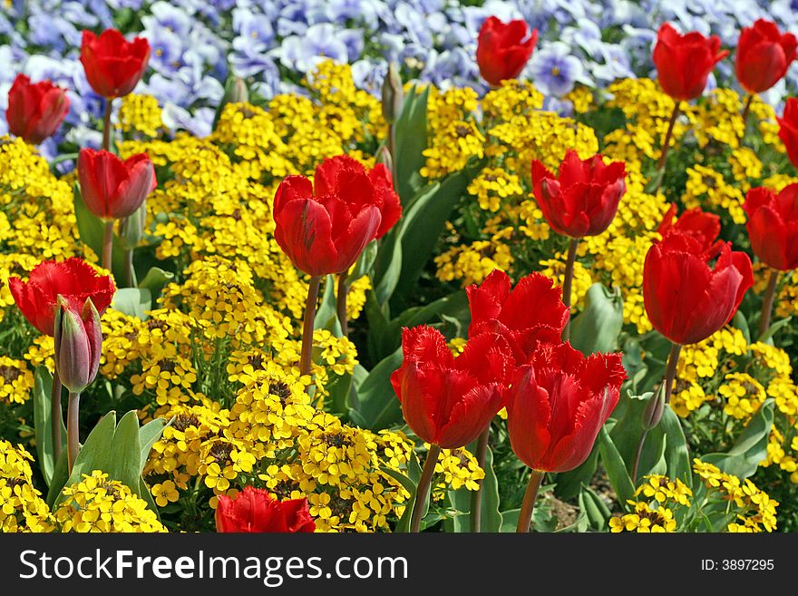Sunny flower-bed with red tulips. Sunny flower-bed with red tulips