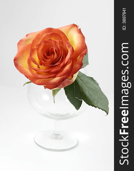 Beautiful Rose In Glass Isolated