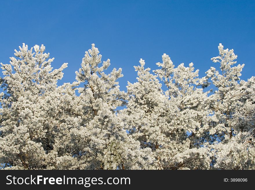 Winter landscape: frozen trees over blue sky