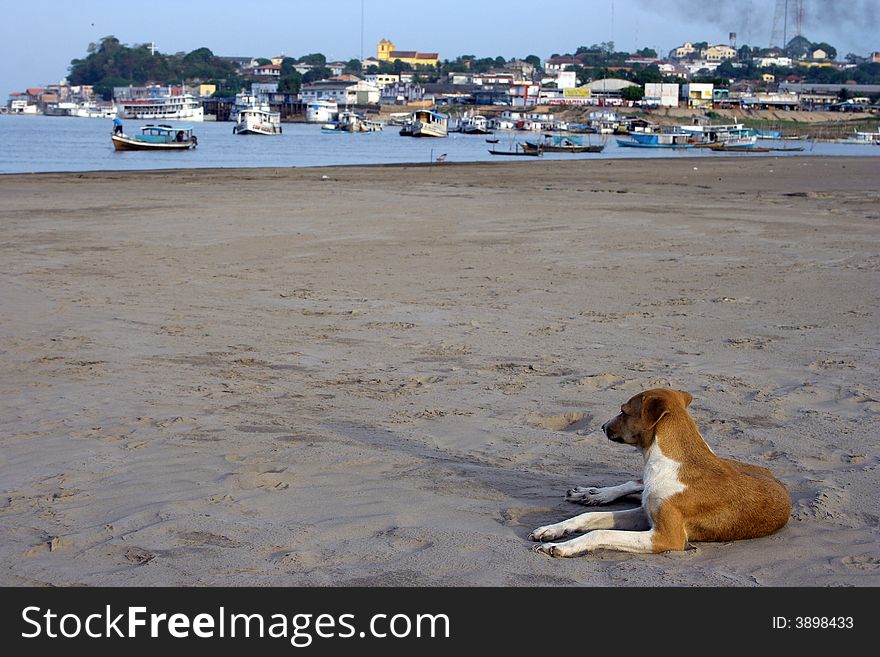 Dog on the beach with the city fund - Amazon river - Brazil