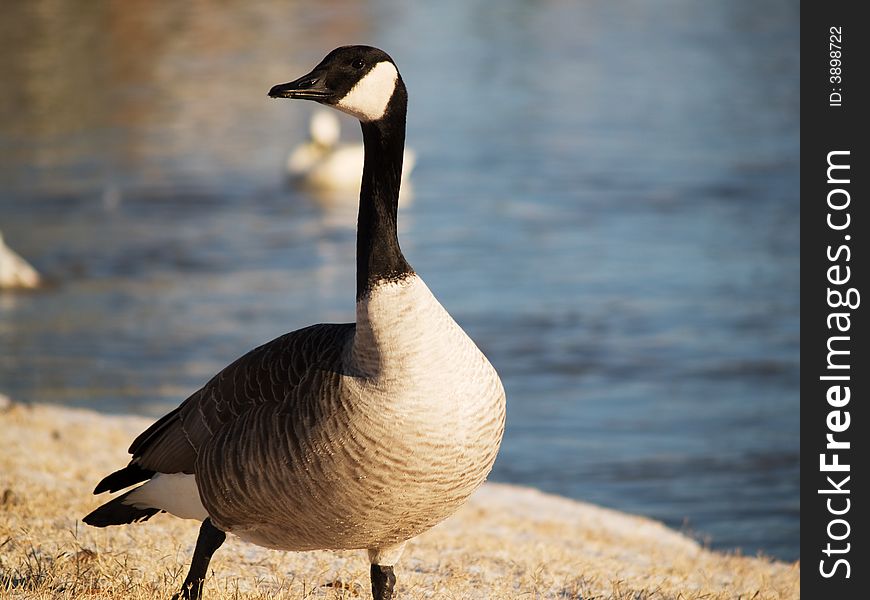 Goose Walking In Snow