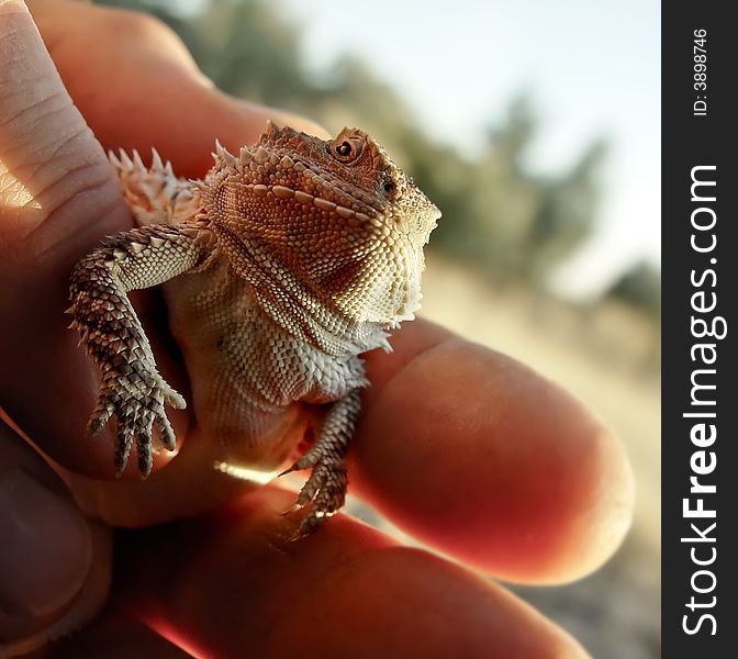 A baby horned toad in a man's hand showing scale. Also known as horn toad and toad, it is actually a lizard. A baby horned toad in a man's hand showing scale. Also known as horn toad and toad, it is actually a lizard