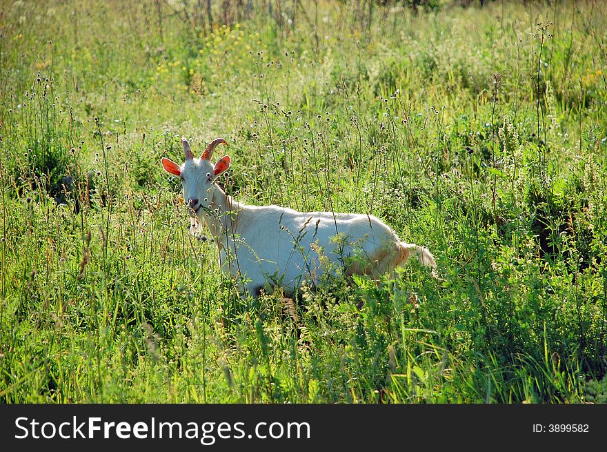 White goat standing on the green meadow
