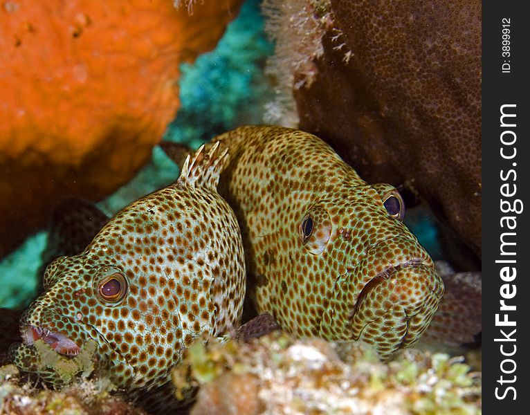 Two groupers on reef at cleaning station being cleaned