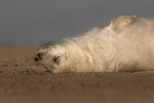 Atlantic Grey Seal Pup Royalty Free Stock Photo