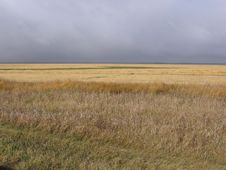 Field Of Gold Under Autumn Sky Stock Photo Field Of Gold Under Autumn Sky Stock Photo