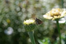 Moth On Budding Flower Stock Photography Moth On Budding Flower Stock Photography