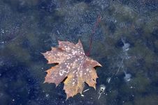 Leaf On Ice Stock Photo Leaf On Ice Stock Photo