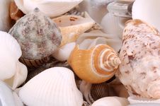Seashells Royalty Free Stock Photography Seashells Royalty Free Stock Photography
