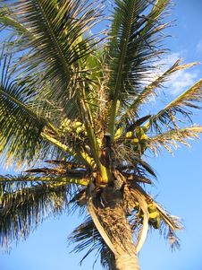 Palm Tree Bannanas Stock Images