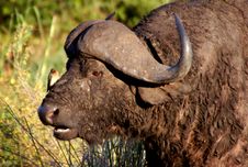 Water Buffalo With A Bird On His Nose Stock Image