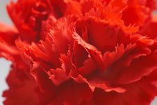 The Carnation Stock Photography The Carnation Stock Photography