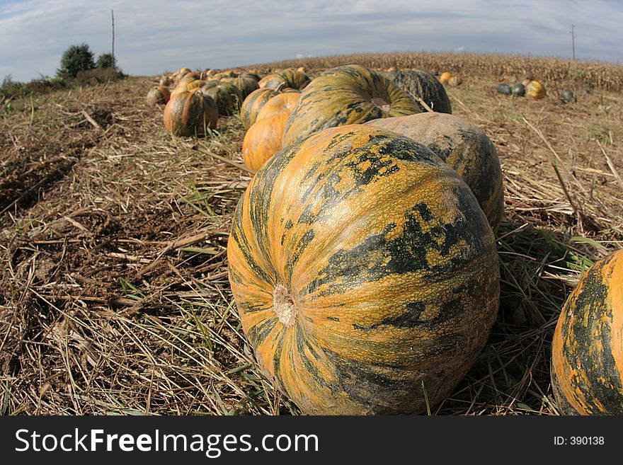 Pumpkins In The Field