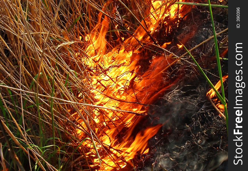 Burns a dry cane, fire