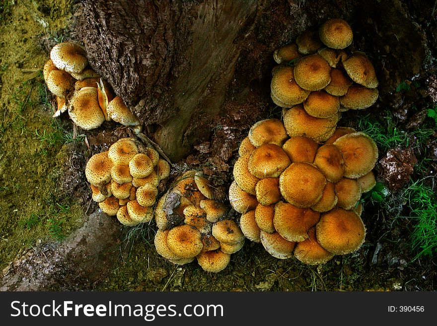 A stack of mushrooms on a tree