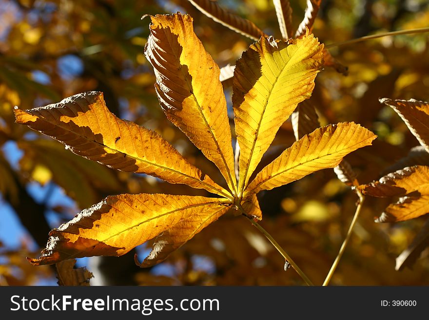 Backlit Autumn leaf